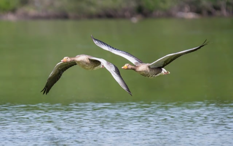 重庆高防机房-VPS联盟