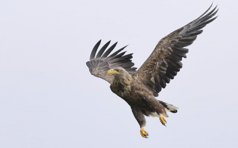 主机sn解析-VPS联盟