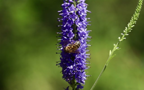 重庆移动服务器托管-VPS联盟