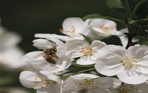 重启iis服务器即可-VPS联盟