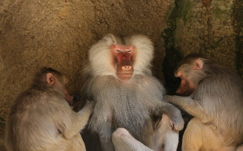 重庆托管机房-VPS联盟