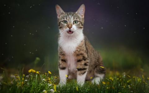 重庆服务器托管价格-VPS联盟