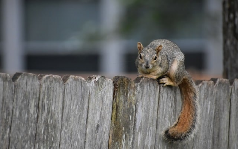 重庆网站服务器-VPS联盟