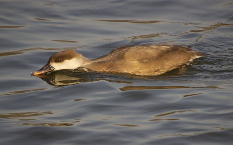 主机厂好去-VPS联盟