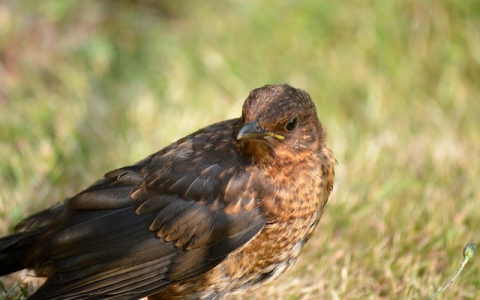 主机不支持伪静态-VPS联盟