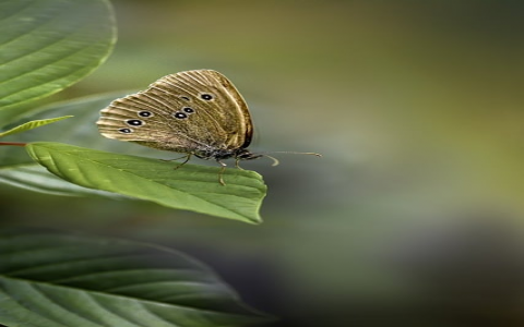 中国云主机-VPS联盟