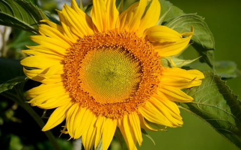 郑州宽带服务器-VPS联盟