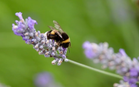 镇江域名注册-VPS联盟