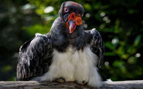 怎样查看共享服务器的ip地址-VPS联盟