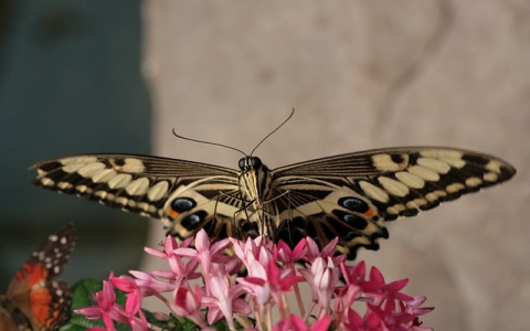 中国域名交易价格-VPS联盟