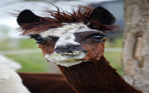 郑州 服务器托管-VPS联盟