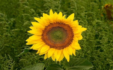 中关村主机机-VPS联盟