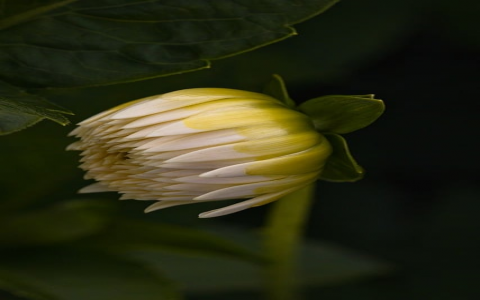 怎样进行域名注册-VPS联盟