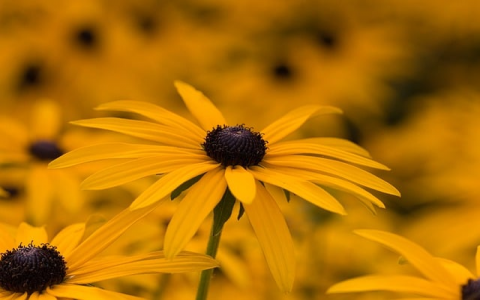 怎么租cdn服务器-VPS联盟