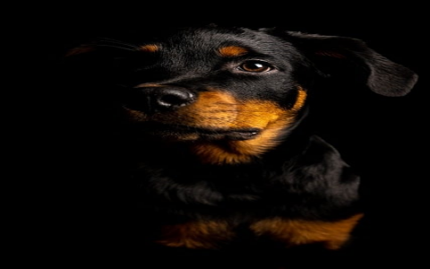 中文域名转码原理-VPS联盟