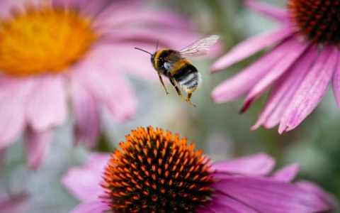 中文域名注册没有ip地址怎么办-VPS联盟