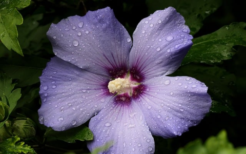 中文价格-VPS联盟