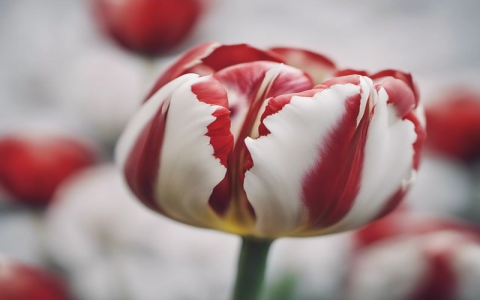 怎么在服务器上搭建ftp-VPS联盟