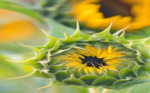 支持支付宝的国外服务器-VPS联盟