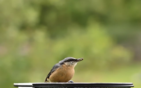 中国域名网-VPS联盟