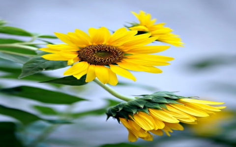 中国移动会议机房-VPS联盟