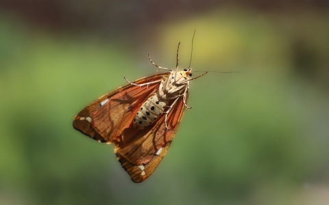 中国数据云主机-VPS联盟