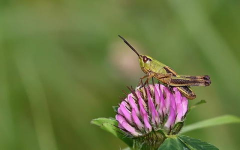 郑州云服务器租用-VPS联盟