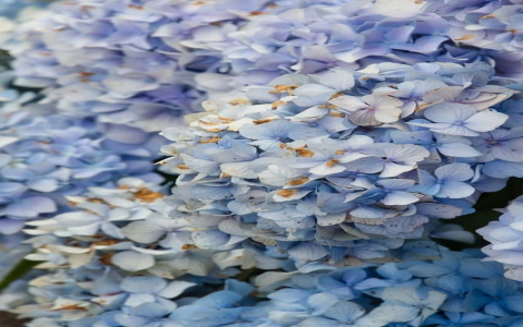 中国万网虚拟主机-VPS联盟