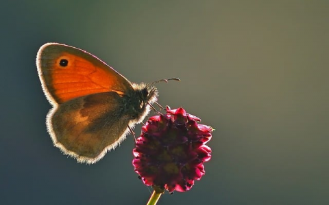 支持支付宝的虚拟主机-VPS联盟
