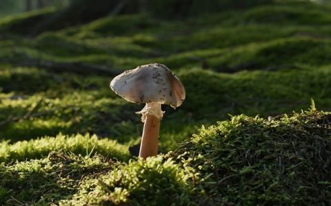 怎么看域名服务器地址-VPS联盟