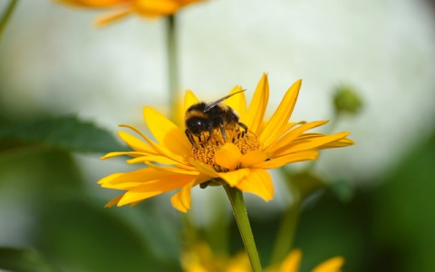 中文域名注册办法-VPS联盟