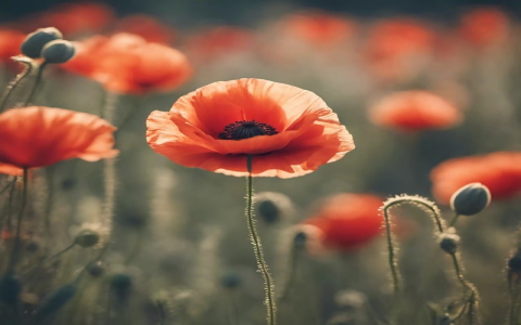 浙江天翼宽带电视升级服务器-VPS联盟