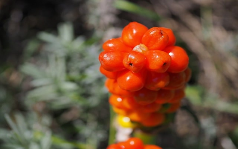 真正云主机-VPS联盟