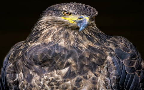 怎么租国外服务器吗-VPS联盟