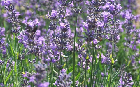 浙江百兆服务器-VPS联盟