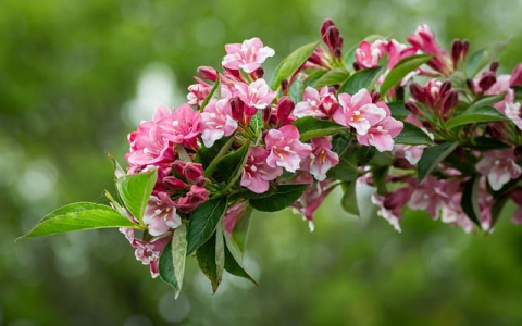 中国电信法国通无服务器-VPS联盟