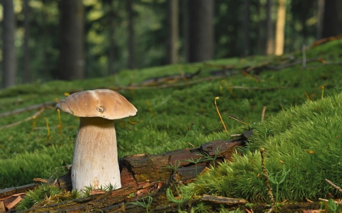 兆维服务器-VPS联盟