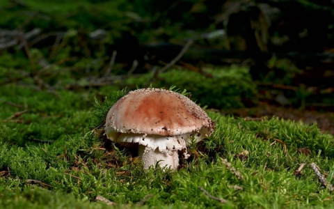 怎么连接远程服务器-VPS联盟