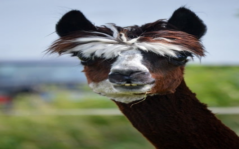 中国联通在中国的数据中心-VPS联盟