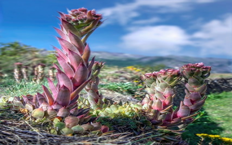 中文服务器-VPS联盟