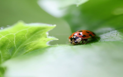 中文国际顶级域名注册局-VPS联盟
