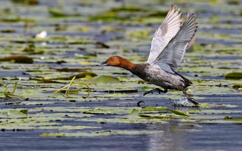 中国域名网的域名注册服务内容-VPS联盟