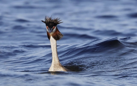 中文域名注册99-VPS联盟