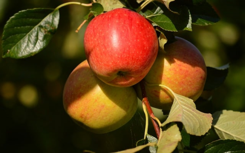 支持ftp的免费空间-VPS联盟