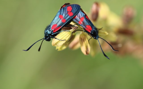 中国 互联网服务器-VPS联盟