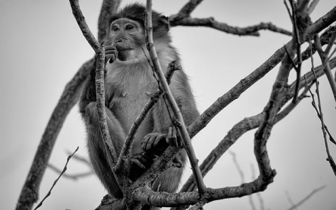 中国频道的虚拟主机怎么样啊-VPS联盟