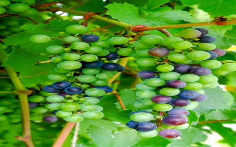 支付宝海外优惠码-VPS联盟