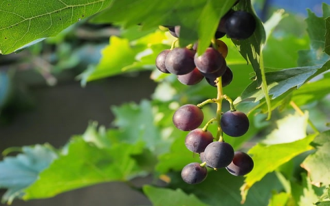 怎么弄国外的服务器-VPS联盟