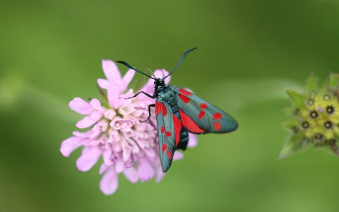 郑州机房 ip-VPS联盟