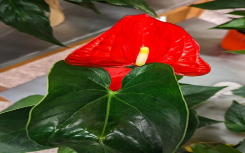 证券服务器租用价格-VPS联盟